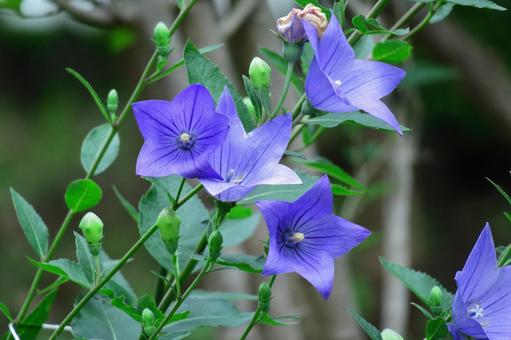 代表日本的紫色花朵, JPG 代表日本的紫色花朵, capsule, campanulaceae, flower, JPG