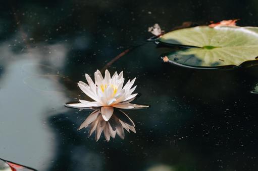 Photo, lotus, flower, plant, 