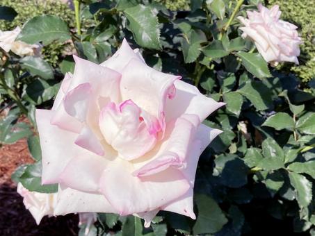 バラ バラの写真