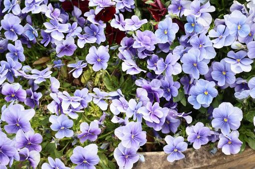 A flowerbed of viola flowers, JPG A flowerbed of viola flowers, JPG