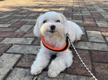 犬の散歩 犬の散歩の写真