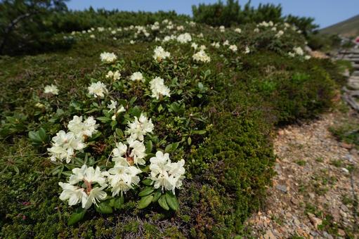 キバナシャクナゲ キバナシャクナゲ キバナシャクナゲ,高山植物,花の写真素材