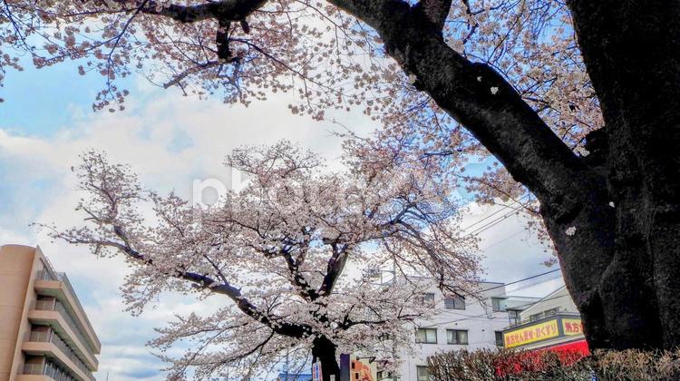 花曇りの桜・青梅市河辺駅周辺の春・東京都 花曇り,桜,青梅市の写真素材