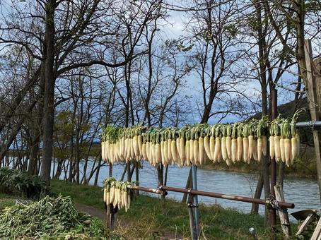 大根を干す 大根を干す 干し大根,冬の準備,大根の写真素材