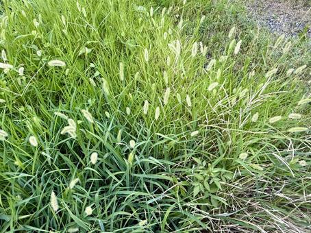 ネコジャラシ ネコジャラシ ネコジャラシ,雑草,草の写真素材