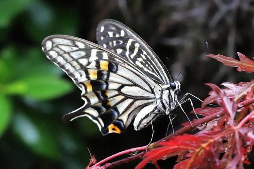 アゲハチョウ 生き物,昆虫,蝶々の写真素材