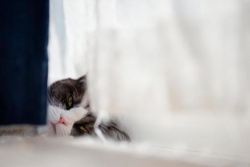 カーテンの隙間から見る猫 カーテンの隙間から見る猫の写真