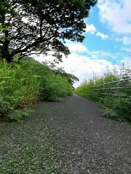 遊歩道　散歩道の写真