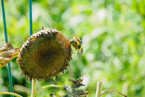 カワラヒワ(57) カワラヒワ(57)の写真