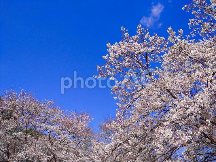 桜　ソメイヨシノ 桜,ソメイヨシノ,青空の写真素材