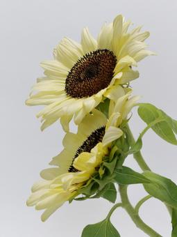 クリーム色の向日葵 クリーム色の向日葵 花,植物,ひまわりの写真素材