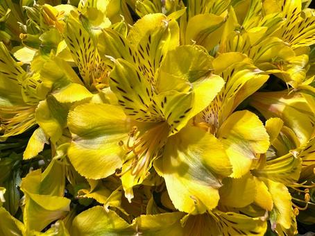 アルストロメリア アルストロメリア 花,アルストロメリア,黄色の写真素材
