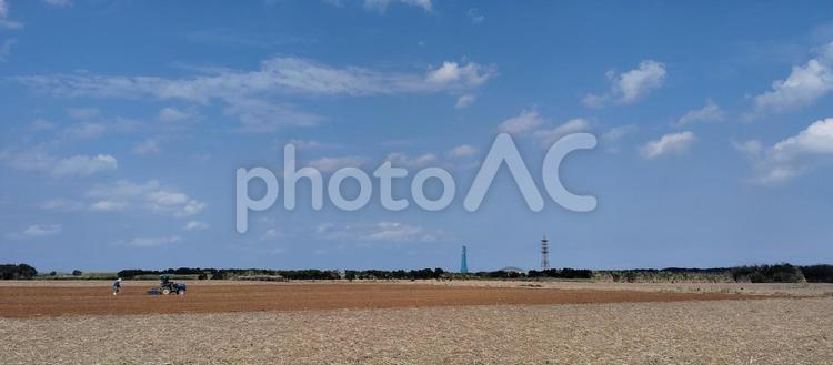 宮古島　サトウキビ畑 宮古島,サトウキビ畑,沖縄の写真素材