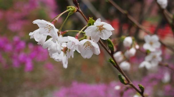 桜 桜の写真