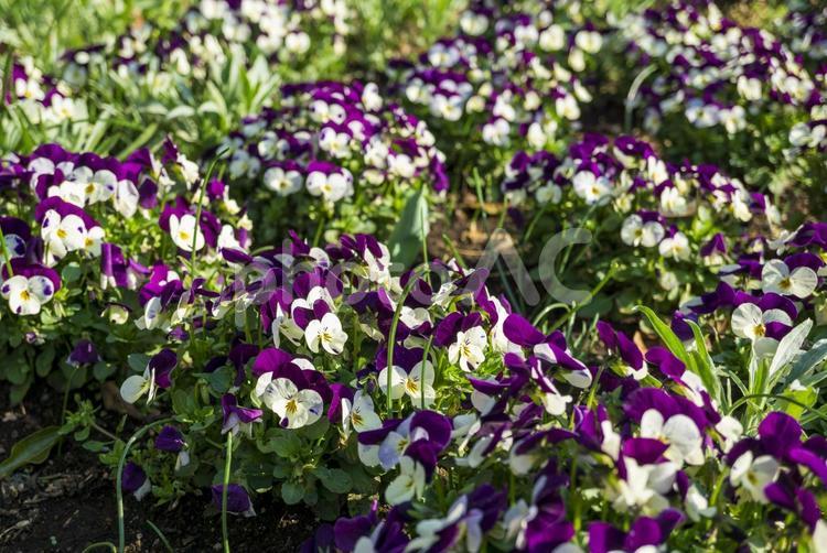 春の彩り！白と紫のビオラの花壇 花,春,風景の写真素材