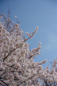 青空に映える満開の桜 春,桜,さくらの写真素材