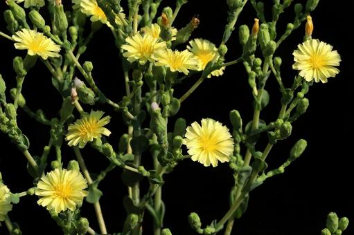 レタスの花 レタスの花 植物,野菜,食べ物の写真素材