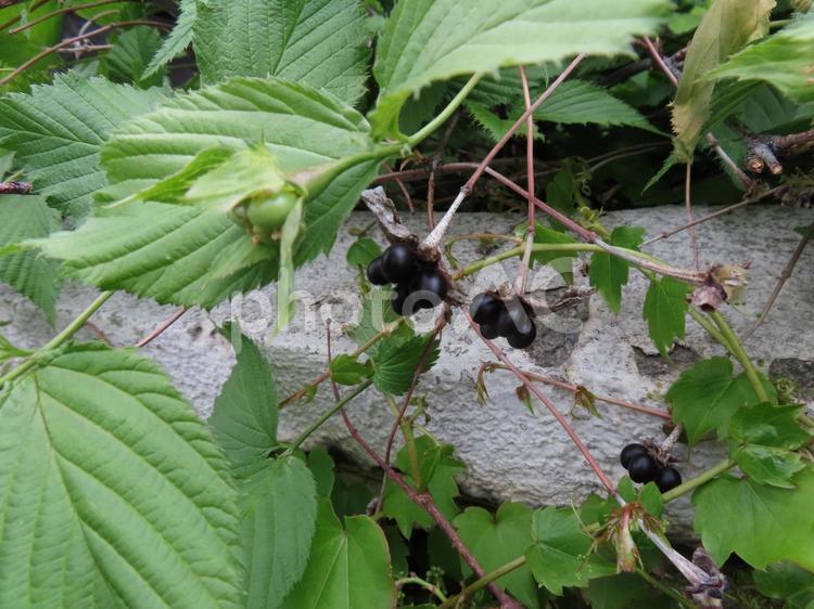 シロヤマブキの艶やかな黒い実 シロヤマブキ,黒い実,植物の写真素材