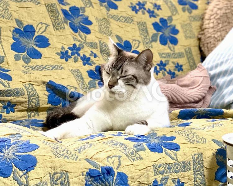 ソファでくつろぐシャムトラ猫さま 猫,シャムトラ,微睡むの写真素材