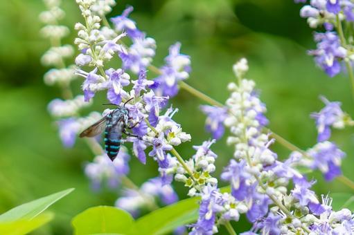 Blue-banded bee and common carrot tree, JPG Blue-banded bee and common carrot tree, JPG