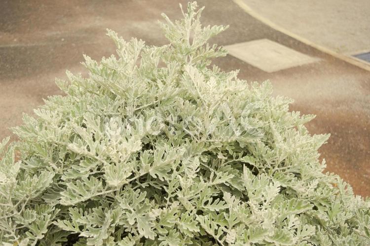 シロタエギク　1 シロタエギク,白妙菊,ダスティーミラーの写真素材