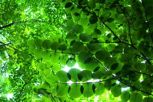 葉脈が見える美しい葉 葉脈が見える美しい葉 木,緑,グリーンの写真素材