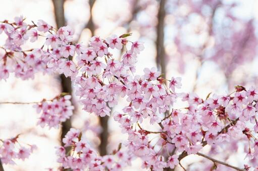 満開に咲き誇る陽光桜の美しい春景色 8 桜,さくら,サクラの写真素材