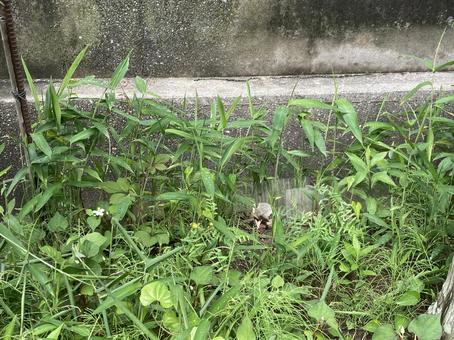 春の雑草 春の雑草の写真