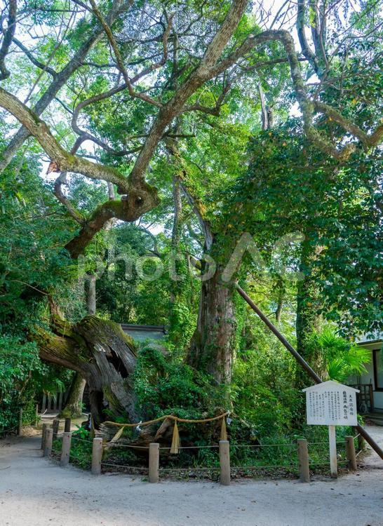 能因法師　雨乞の楠　大山祇神社 大山祇神社,雨乞の楠,能因法師の写真素材