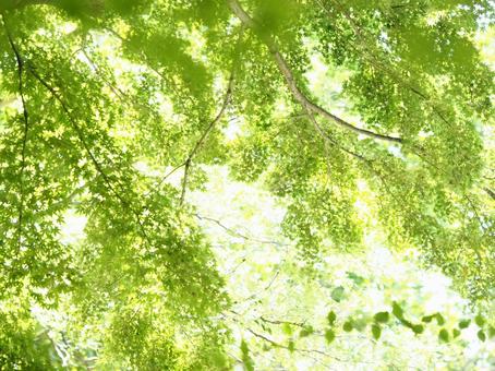 緑のリラクゼーション 緑のリラクゼーションの写真