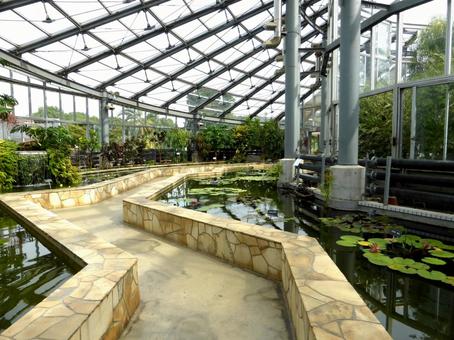 大船フラワーセンター温室のスイレン池 建物,温室,室内の写真素材