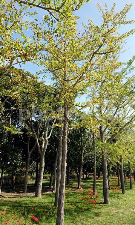 ９月の海の中道海浜公園 木々,木,海の中道海浜公園の写真素材