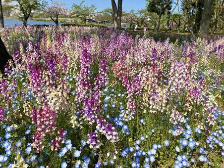 カラフルな春のお花 カラフルな春のお花の写真