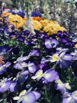 花壇の花たち 花壇の花たちの写真