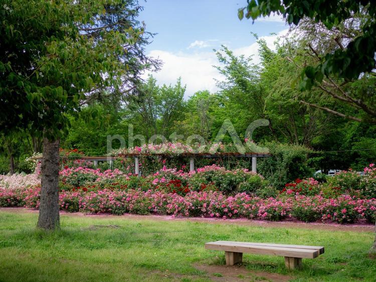 ピンクのローズが群生する公園のベンチ 薔薇,ばら,ローズの写真素材