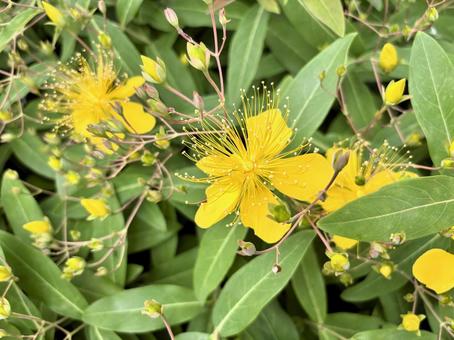 鮮やかな黄色のビヨウヤナギの花が満開 鮮やかな黄色のビヨウヤナギの花が満開の写真
