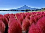 紅葉のはじまりコキアと冬を待つ富士山 富士山,コキア,自然の写真素材