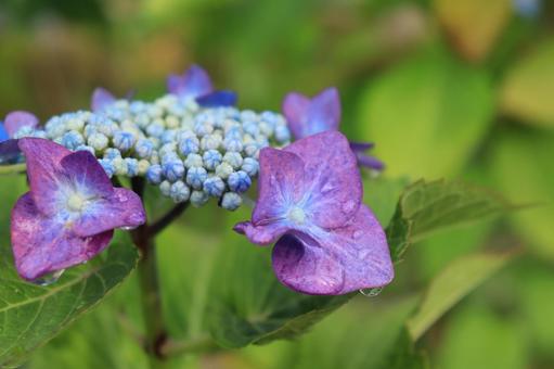 Photo, hydrangea, flower, rainy season, 