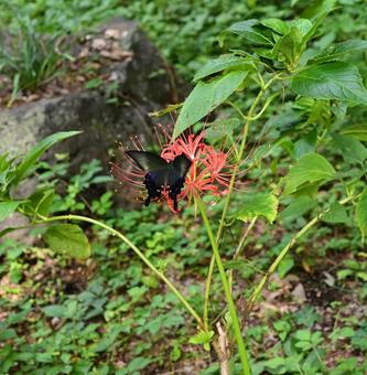 蝶と彼岸花 彼岸花,曼珠沙華,ヒガンバナの写真素材