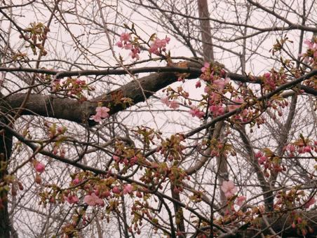 桜の花 桜の花の写真