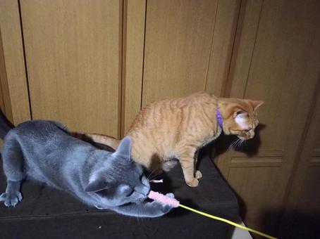 引っ張るロシアンブルーと茶トラ猫 引っ張るロシアンブルーと茶トラ猫 ロシアンブルー,茶トラ猫,ネコの写真素材