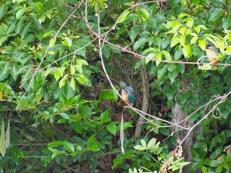 緑の茂みの前にとまったカワセミ3 緑の茂みの前にとまったカワセミ3 カワセミ,鳥,鳥類の写真素材