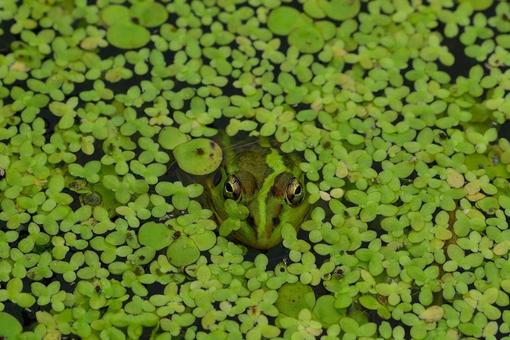 カエル カエルの写真