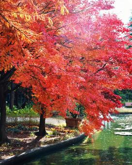 水辺の紅葉 水辺の紅葉の写真