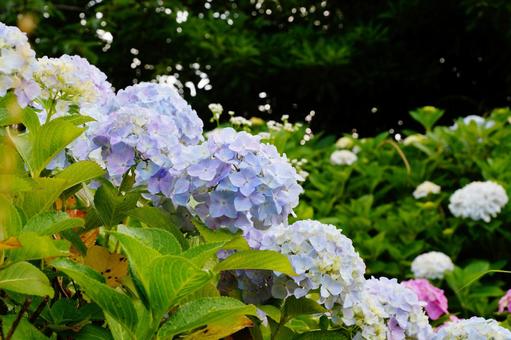 アジサイの花 アジサイの花の写真