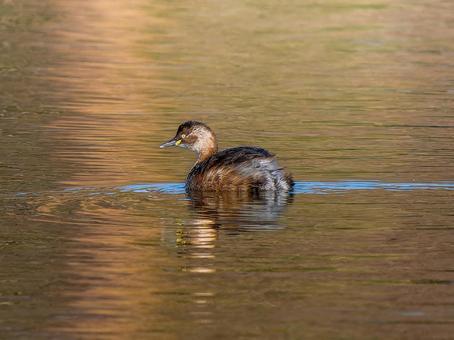 池を泳ぐカイツブリ 池を泳ぐカイツブリ カイツブリ,野鳥,鳥の写真素材