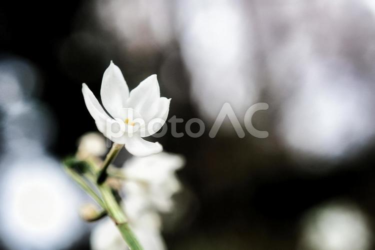 ガーデニングで可愛く咲いている白い花⑥ 花,植物,フラワーの写真素材