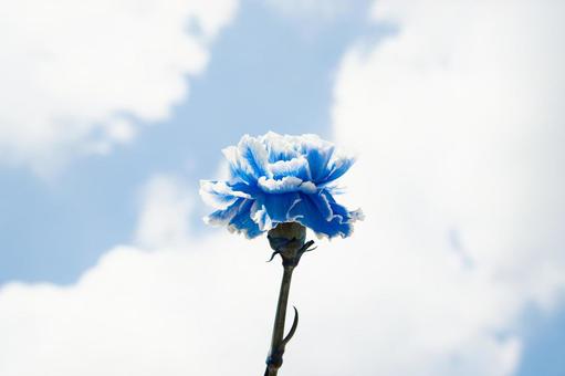 カーネーション カーネーションの写真