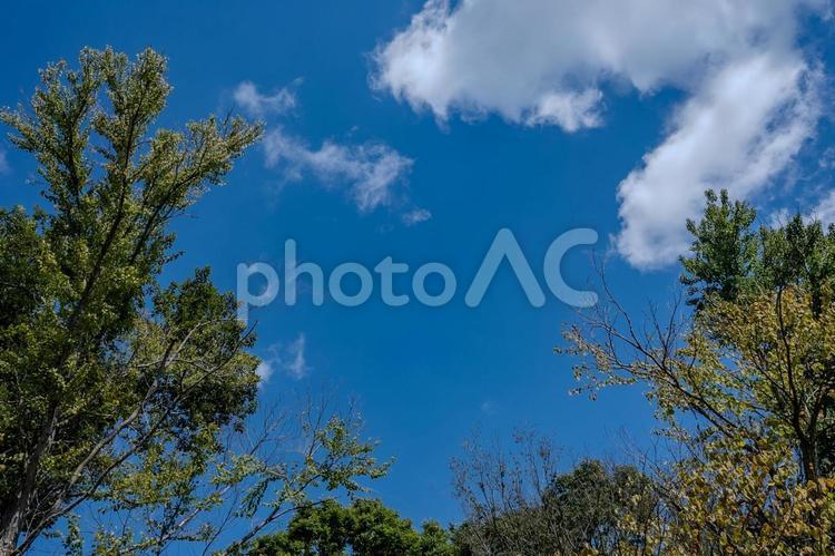 秋空と雲と木々 秋空,雲,木々の写真素材