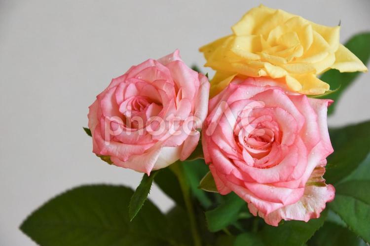 ピンクと黄色の濡れたばら バラ,薔薇,ピンクの写真素材